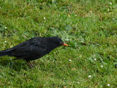 Turdus merula merula
