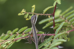 Basiliscus vittatus