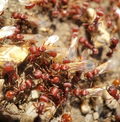 Pogonomyrmex occidentalis
