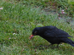 Turdus merula merula
