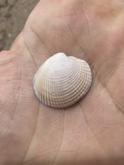 Austrovenus stutchburyi