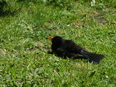 Turdus merula merula