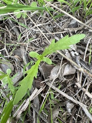 Glebionis coronaria
