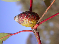 Apiomorpha malleeacola