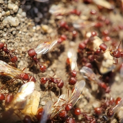 Pogonomyrmex occidentalis