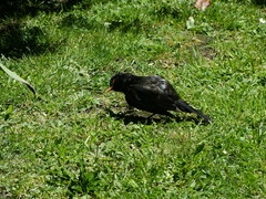 Turdus merula merula