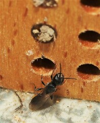 Passaloecus