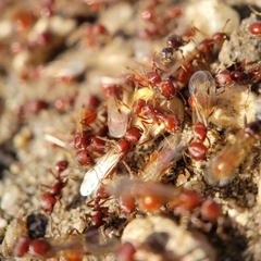 Pogonomyrmex occidentalis