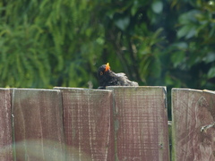 Turdus merula merula