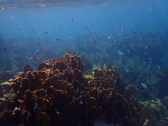 Millepora complanata