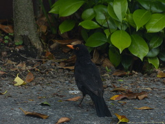 Turdus merula merula