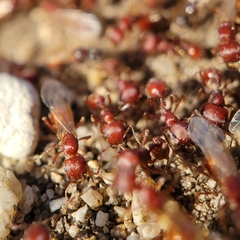 Pogonomyrmex occidentalis
