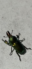 Lamprima aurata