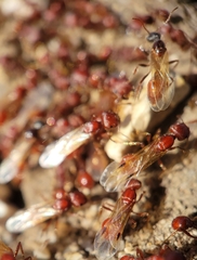 Pogonomyrmex occidentalis