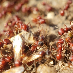 Pogonomyrmex occidentalis