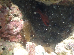 Apogon maculatus