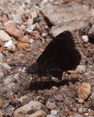 Pyrginae