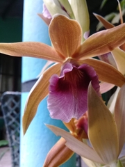 Phaius