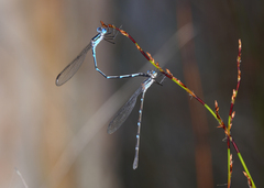 Austrolestes minjerriba