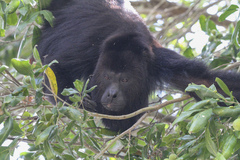 Alouatta pigra