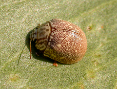Paropsis deserti
