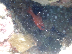 Apogon maculatus