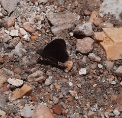 Pyrginae