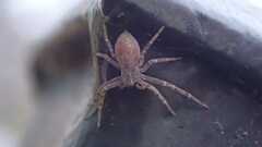 Philodromus