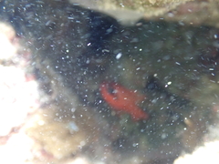 Apogon maculatus