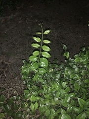 Duranta erecta
