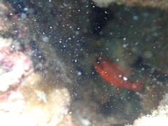 Apogon maculatus