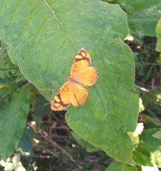 Tegosa