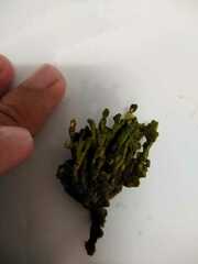 Udotea