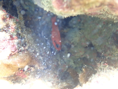 Apogon maculatus