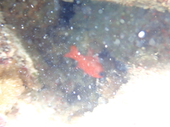 Apogon maculatus
