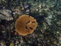 Acropora palmata
