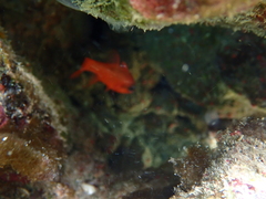 Apogon maculatus