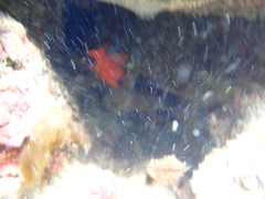 Apogon maculatus