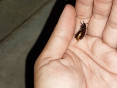Scarabaeidae