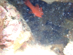 Apogon maculatus