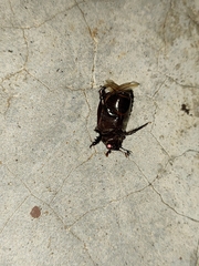 Scarabaeidae