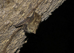Rhynchonycteris naso