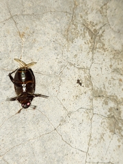 Scarabaeidae