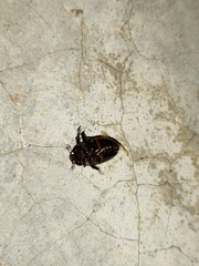 Scarabaeidae