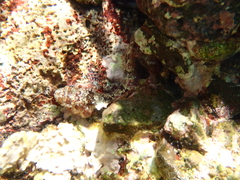 Blenniiformes