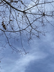 Ulmus rubra