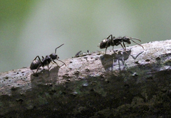 Dolichoderus bispinosus