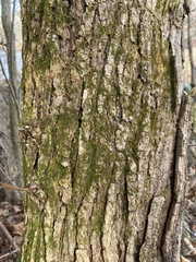 Ulmus rubra
