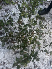 Quercus myrtifolia