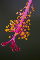 Hibiscus rosa-sinensis